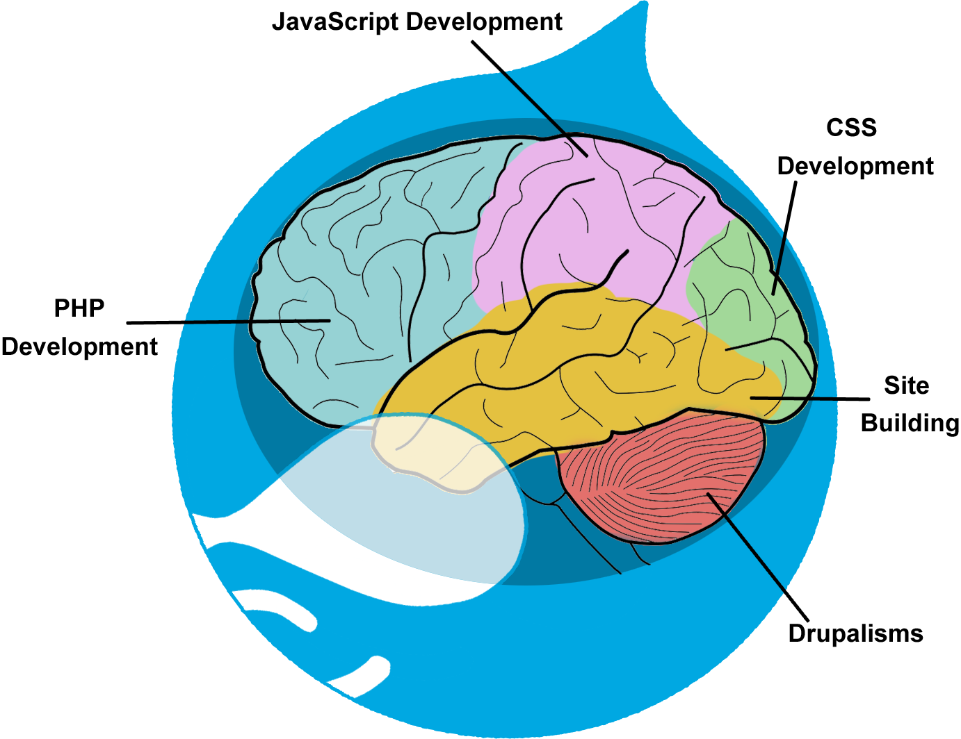 The brain of a Drupalist